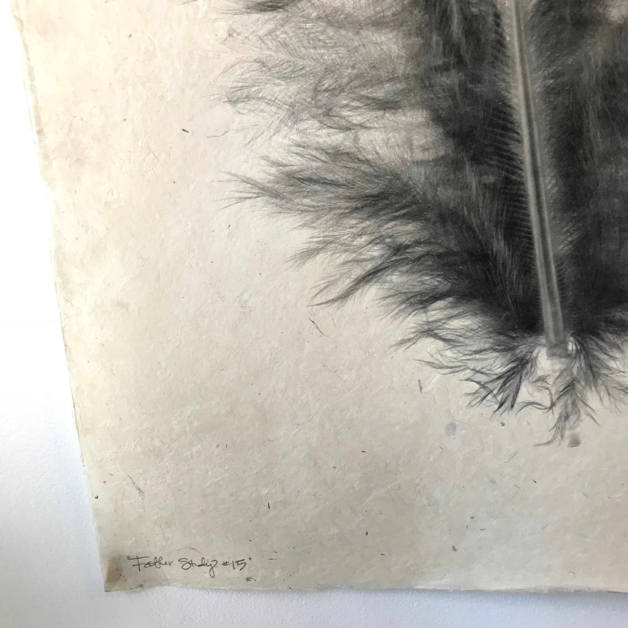 Feather Study Number 15 by Barloga Studios - Upstate MN 