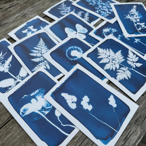 Cyanotype Greeting Cards by Botanopia
