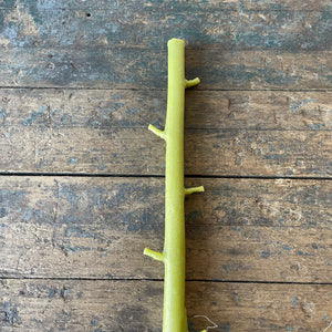 Hand Cast Branch Candle by Ilex Studio