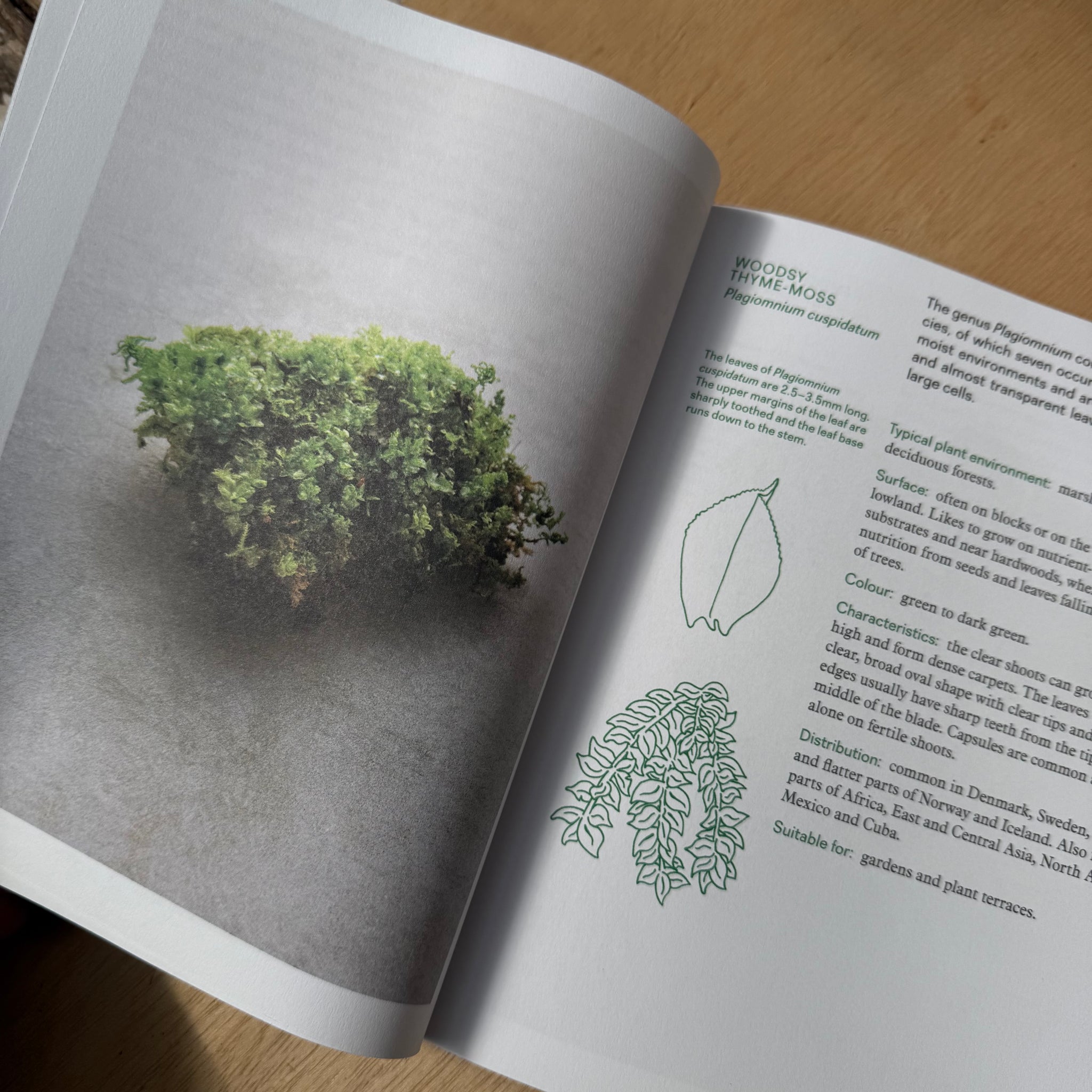 Moss From Forest to Garden the Hidden World of Moss