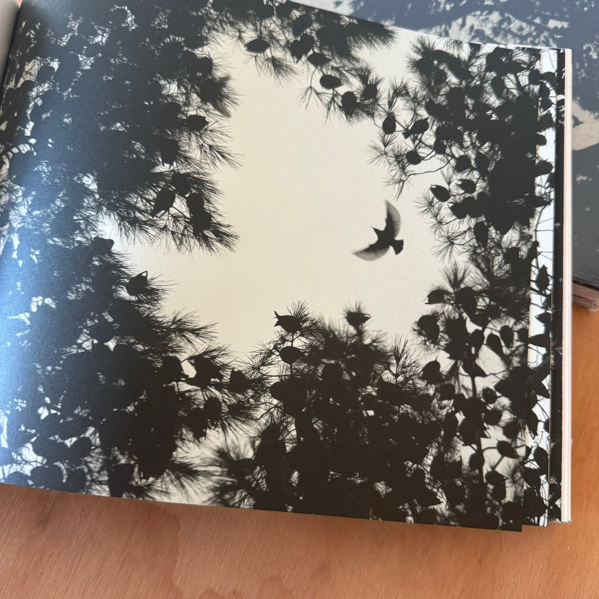 Søren Solkær: Starling
