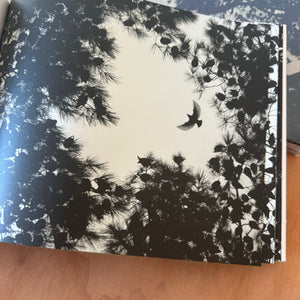 Søren Solkær: Starling