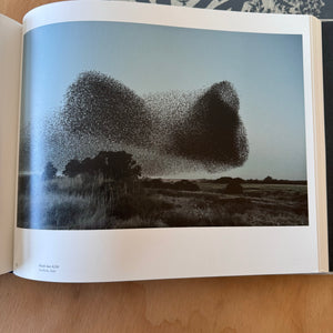 Søren Solkær: Starling