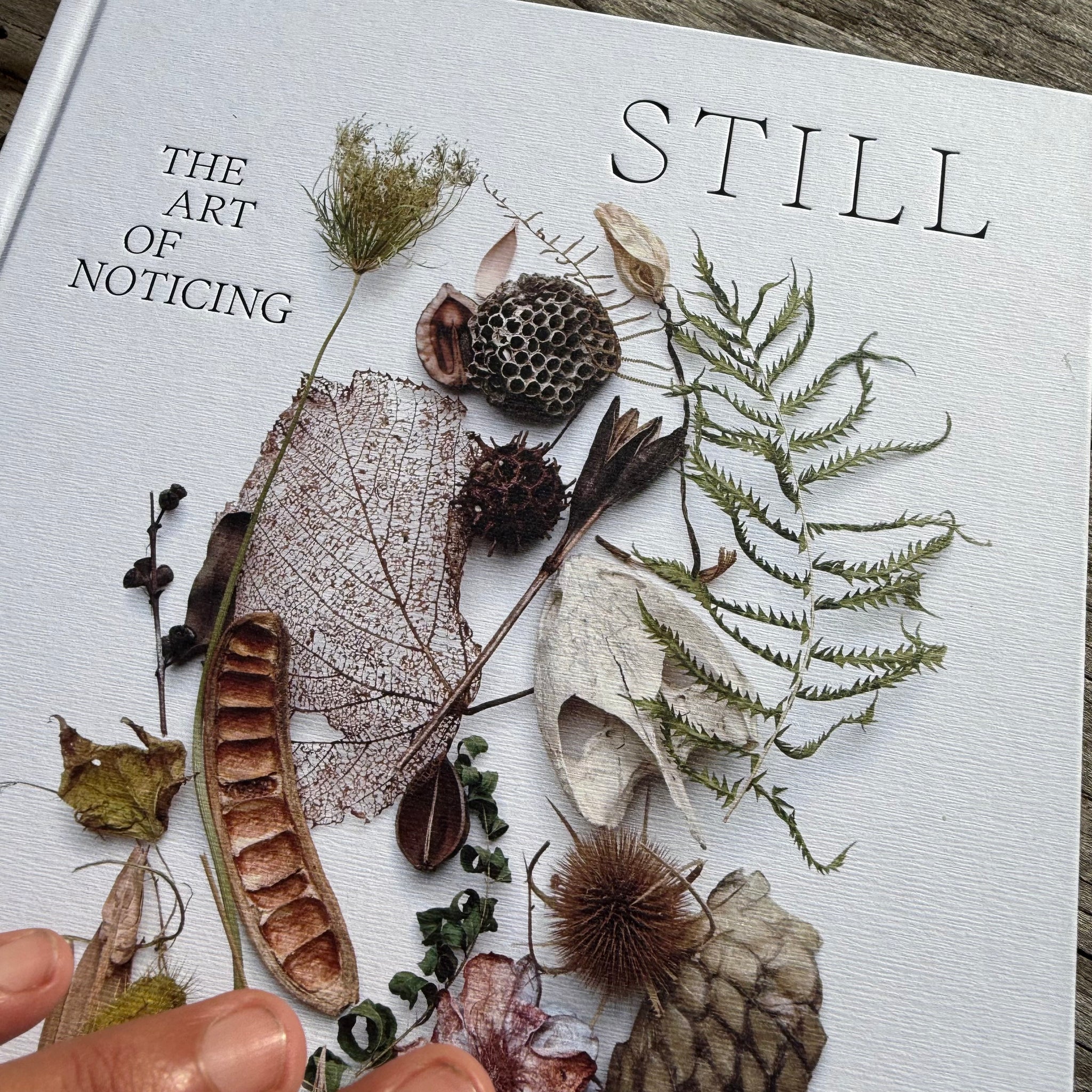 Still, The Art of Noticing by Mary Jo Hoffman