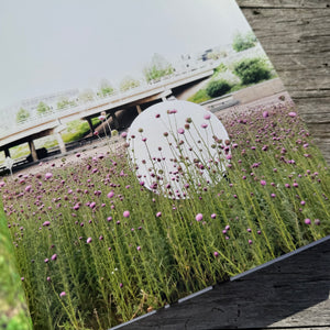 Still, The Art of Noticing by Mary Jo Hoffman