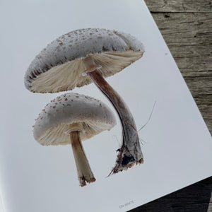 Still, The Art of Noticing by Mary Jo Hoffman