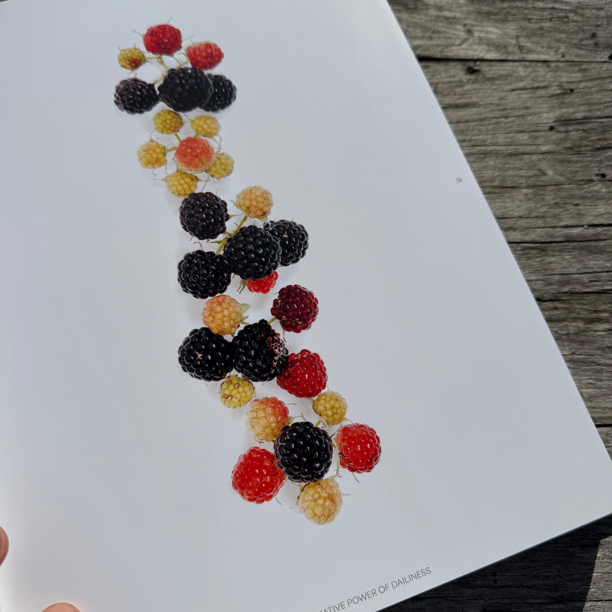 Still, The Art of Noticing by Mary Jo Hoffman