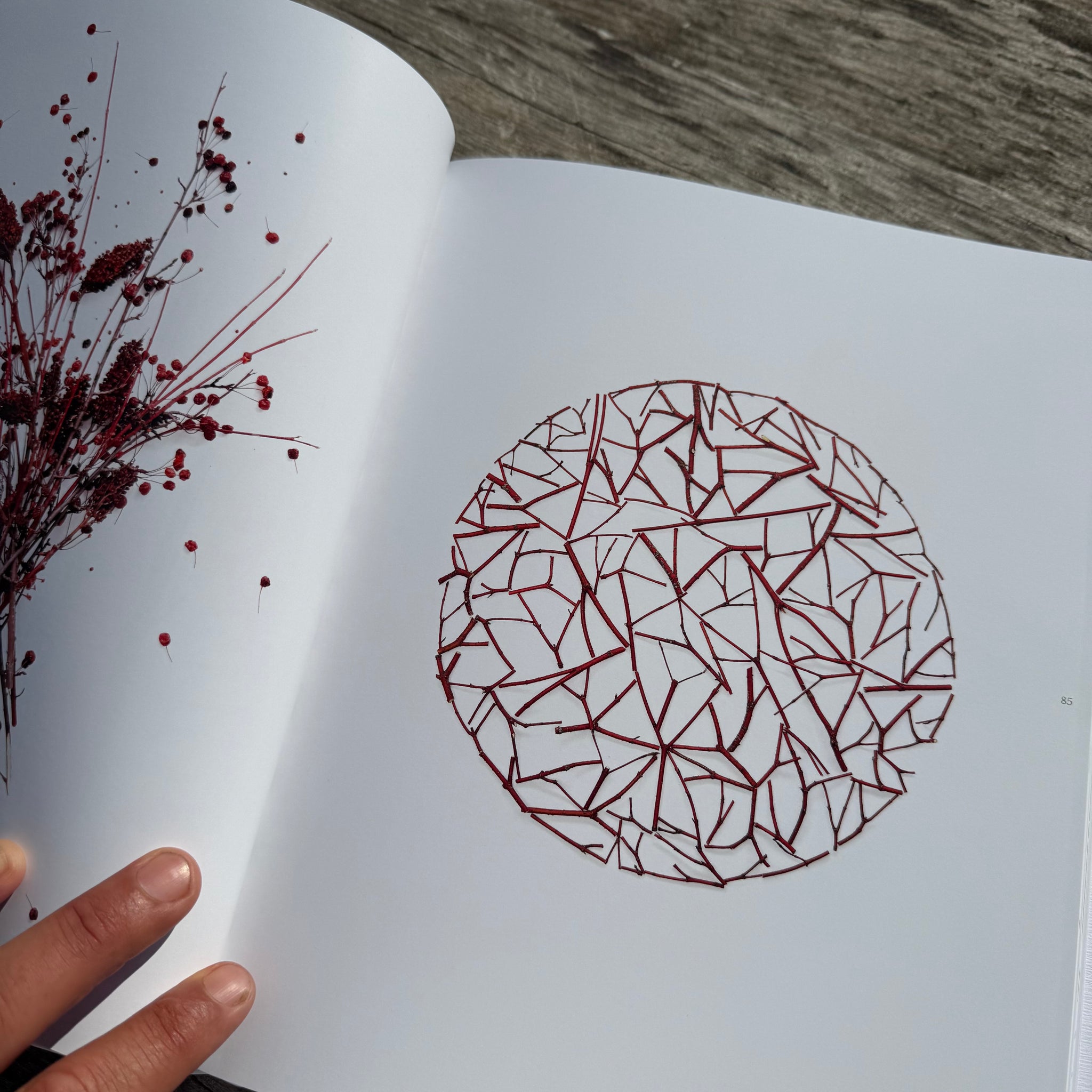 Still, The Art of Noticing by Mary Jo Hoffman