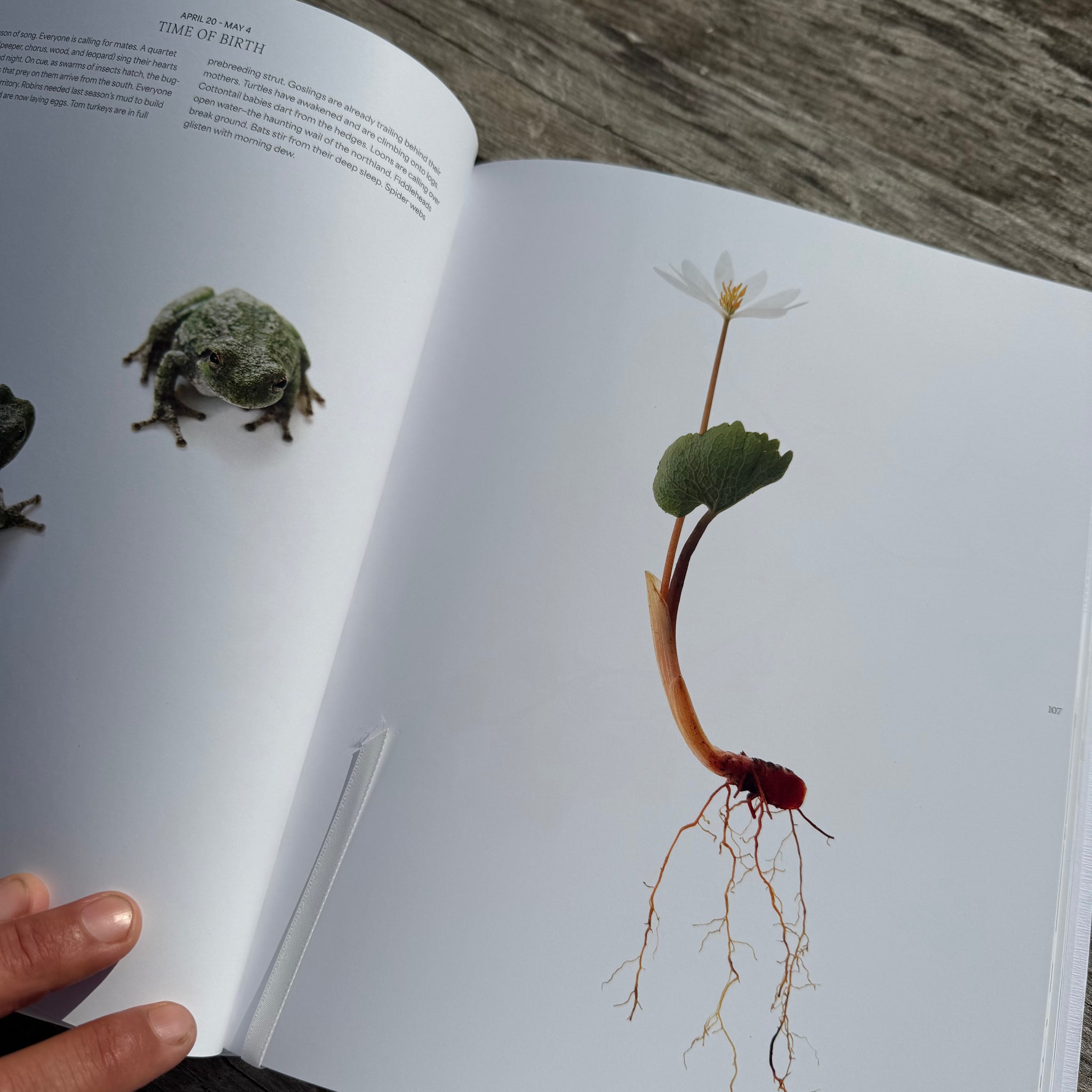 Still, The Art of Noticing by Mary Jo Hoffman
