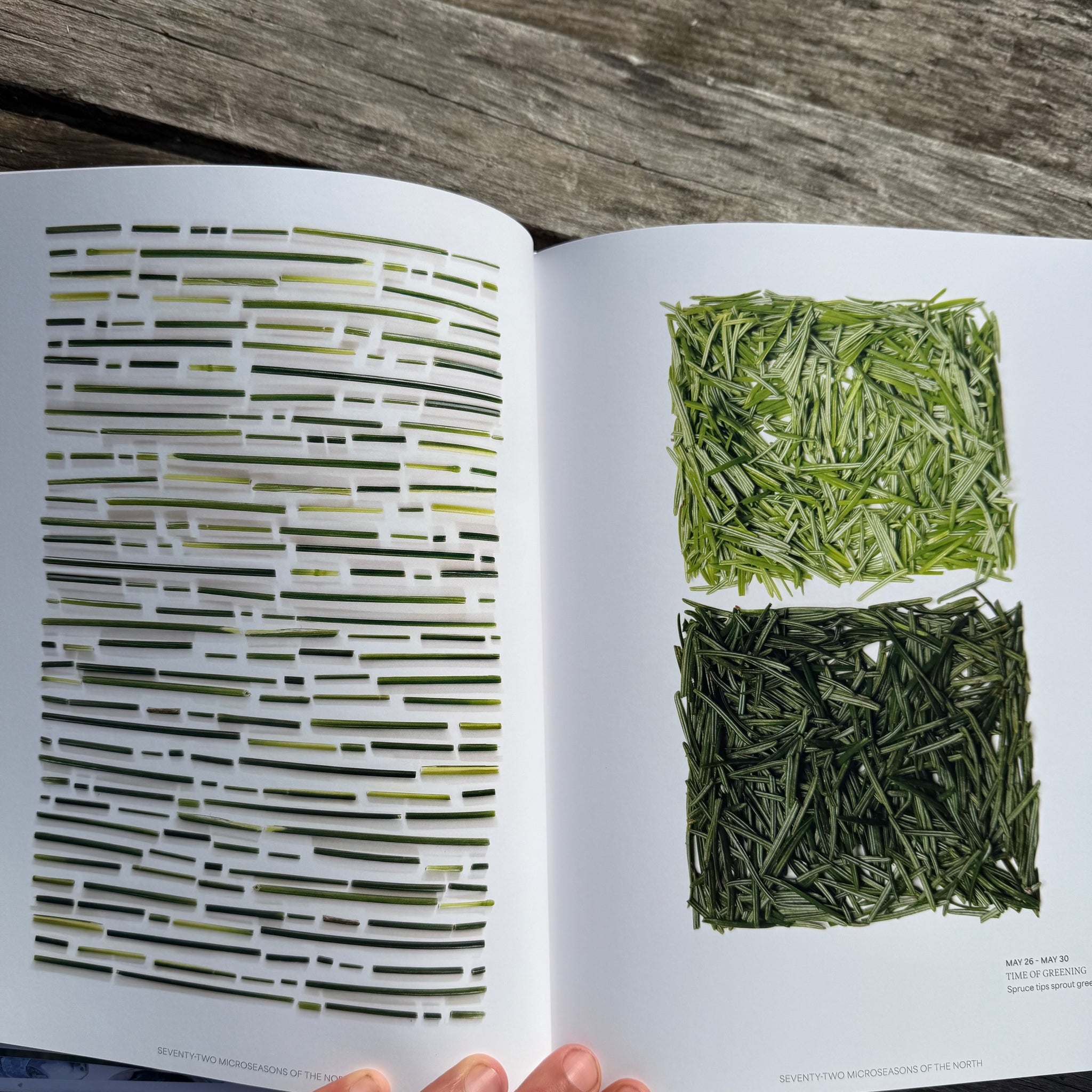 Still, The Art of Noticing by Mary Jo Hoffman
