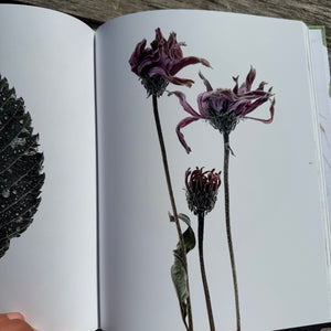 Still, The Art of Noticing by Mary Jo Hoffman