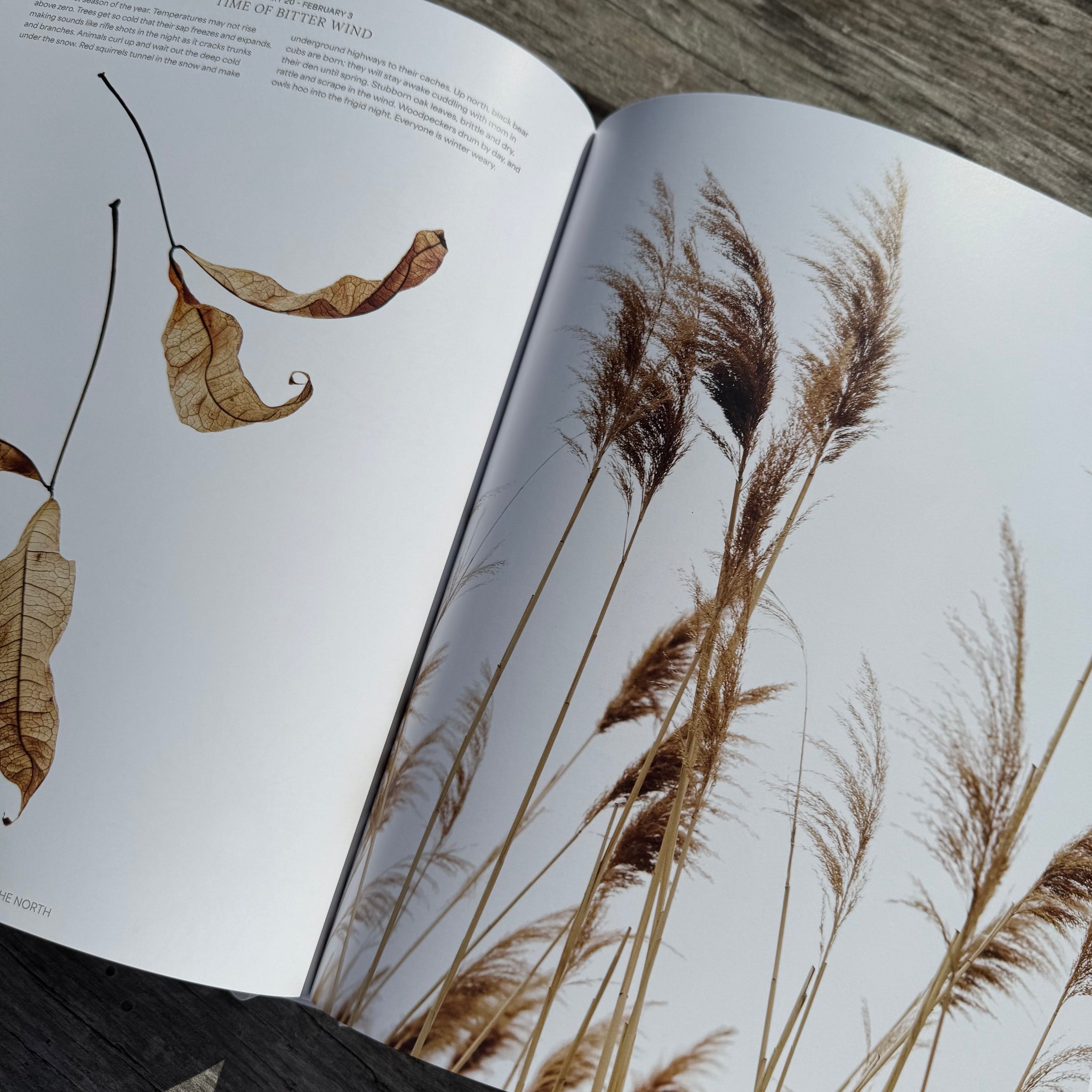 Still, The Art of Noticing by Mary Jo Hoffman