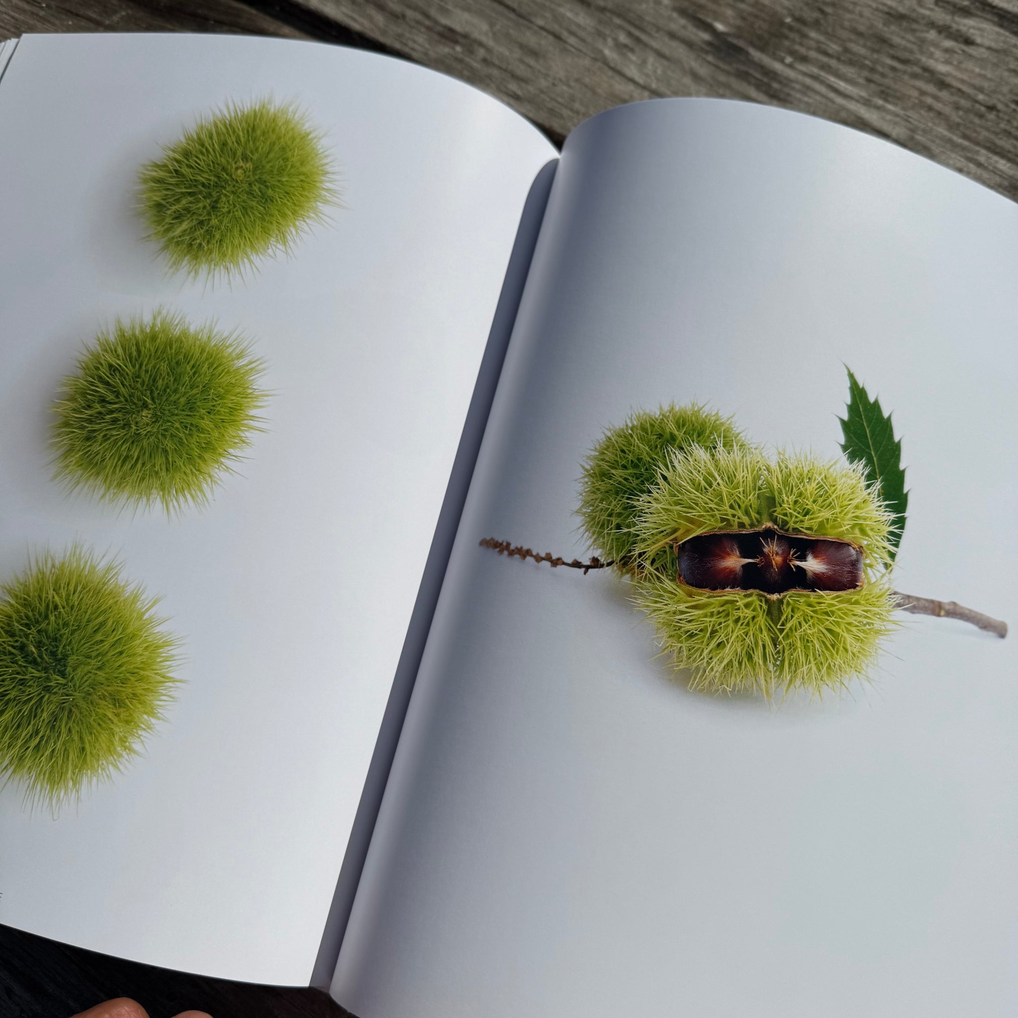 Still, The Art of Noticing by Mary Jo Hoffman