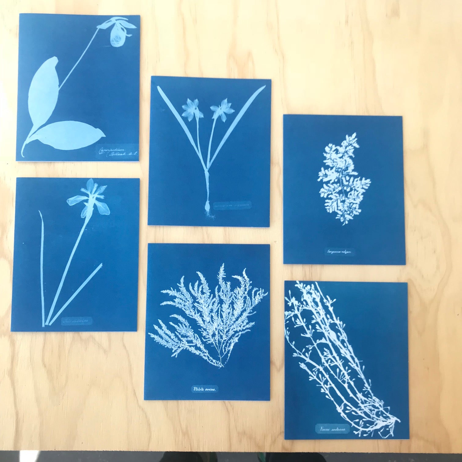 Anna Atkins Sunprint Notecards - Upstate MN 