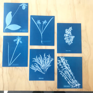 Anna Atkins Sunprint Notecards - Upstate MN 