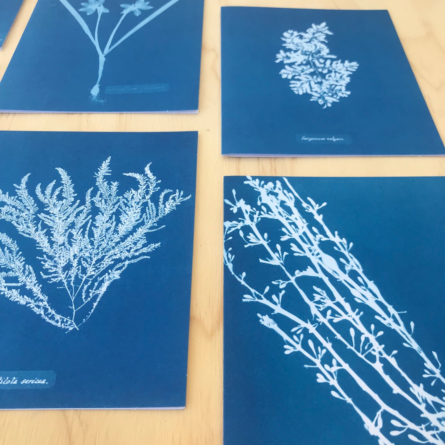 Anna Atkins Sunprint Notecards - Upstate MN 