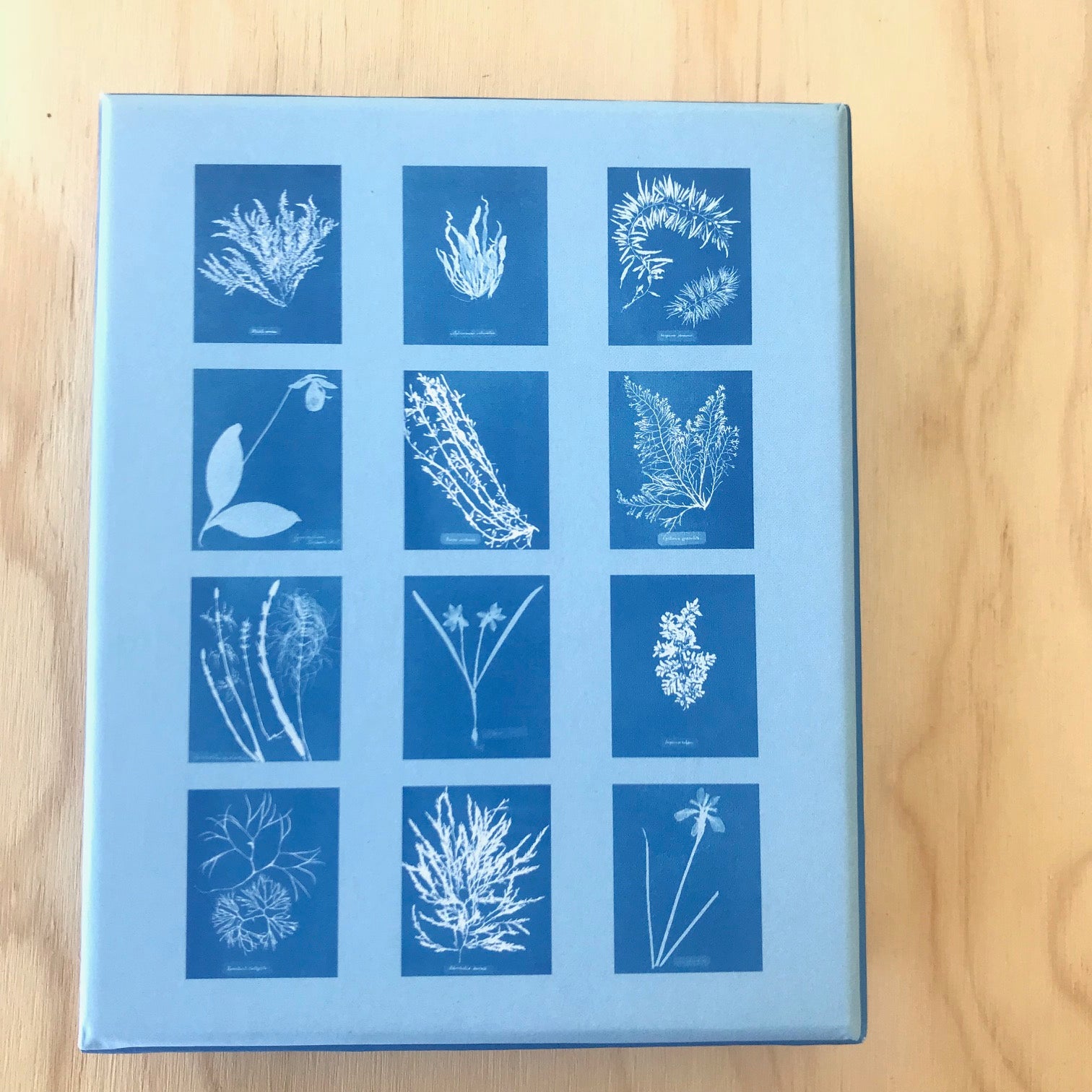 Anna Atkins Sunprint Notecards - Upstate MN 