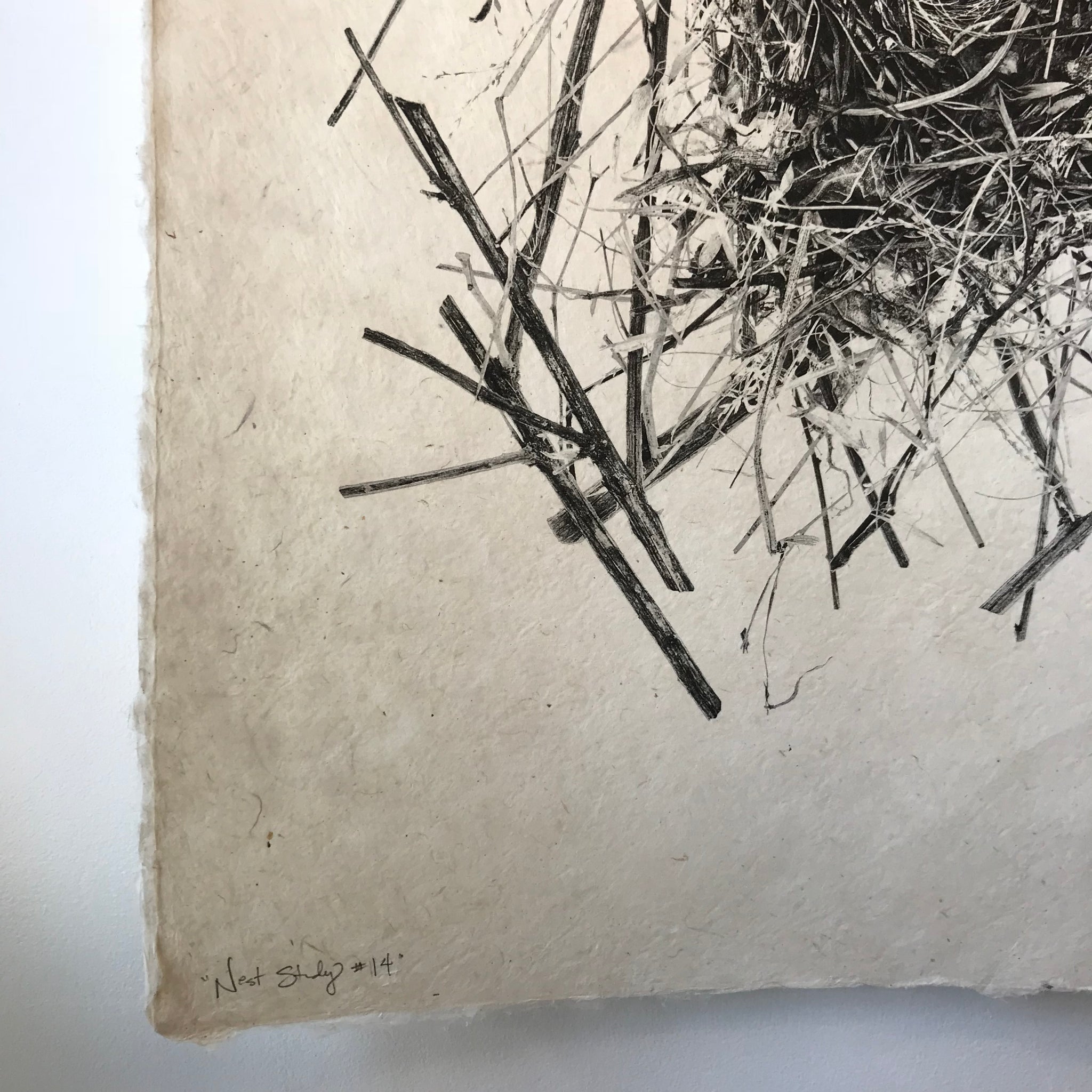 Nest Study Number 14 by Barloga Studios - Upstate MN 