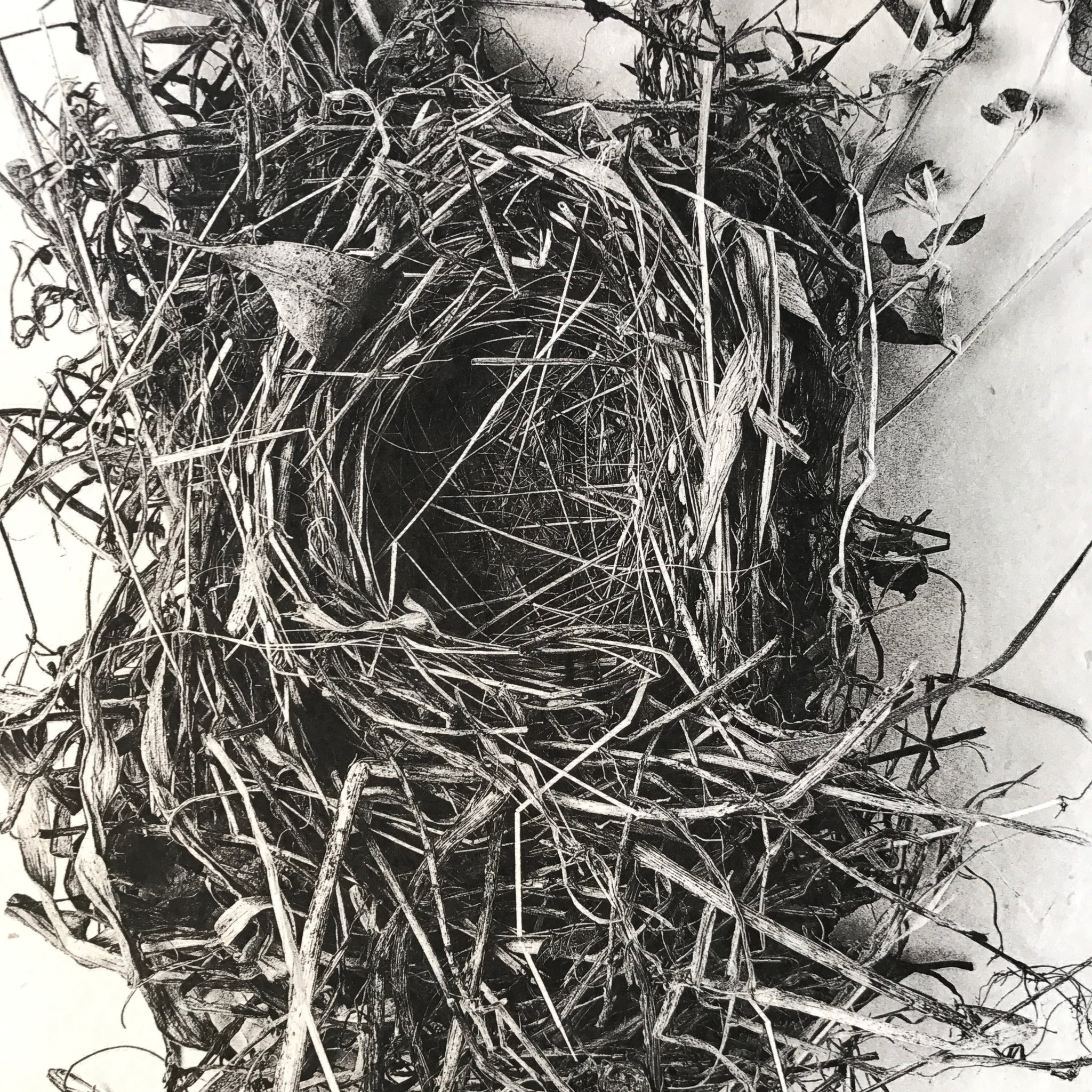 Nest Study Number 1 by Barloga Studios - Upstate MN 