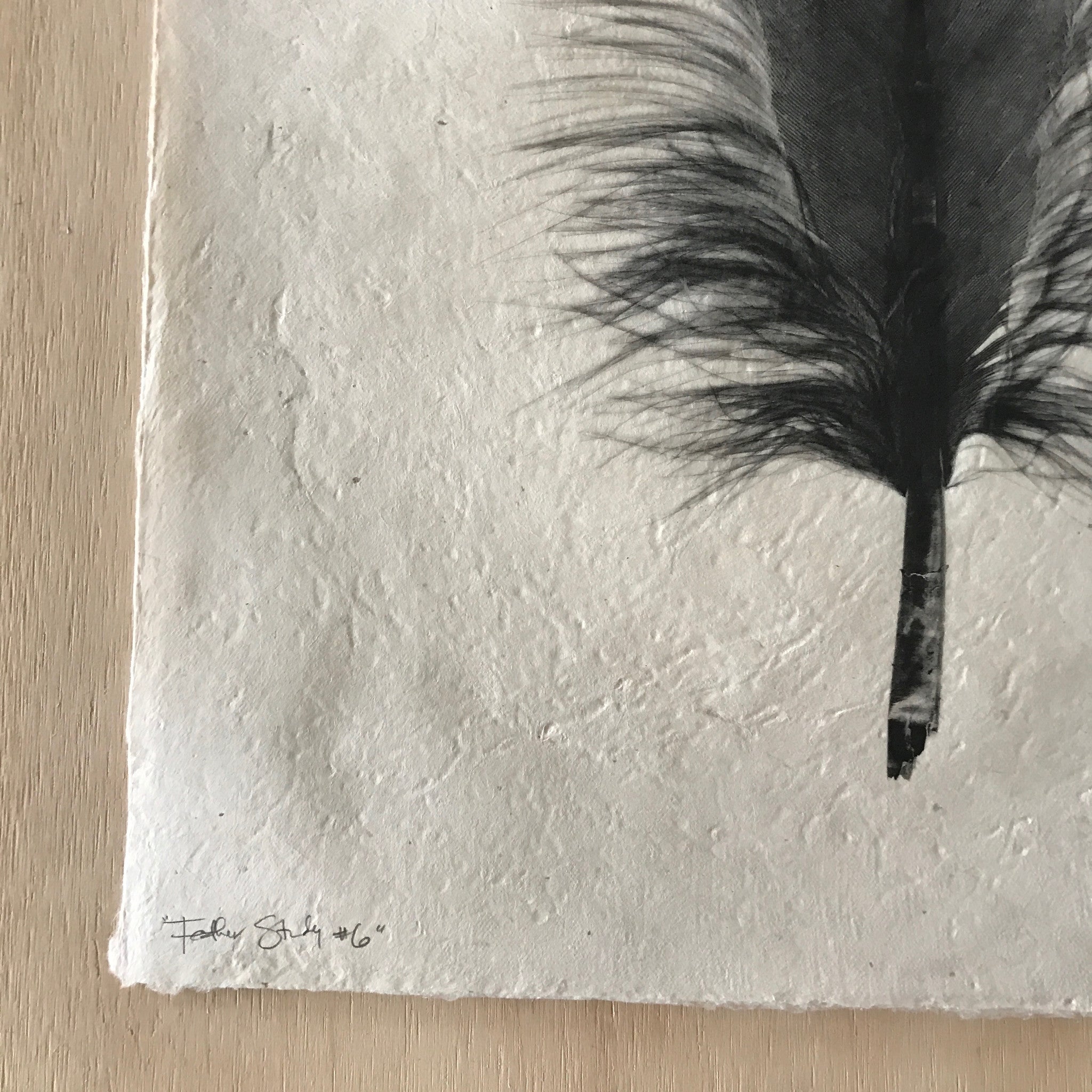 Feather Study Number 6 by Barloga Studios - Upstate MN 