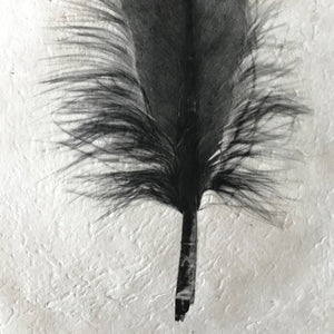 Feather Study Number 6 by Barloga Studios - Upstate MN 