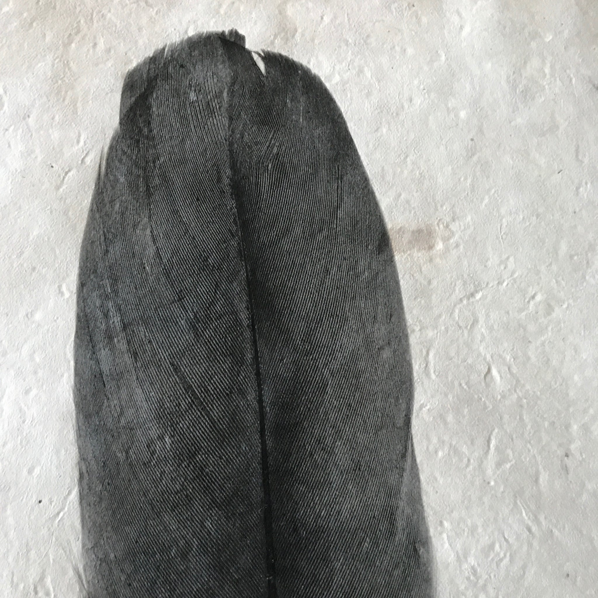 Feather Study Number 6 by Barloga Studios - Upstate MN 