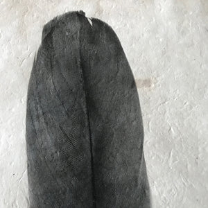 Feather Study Number 6 by Barloga Studios - Upstate MN 