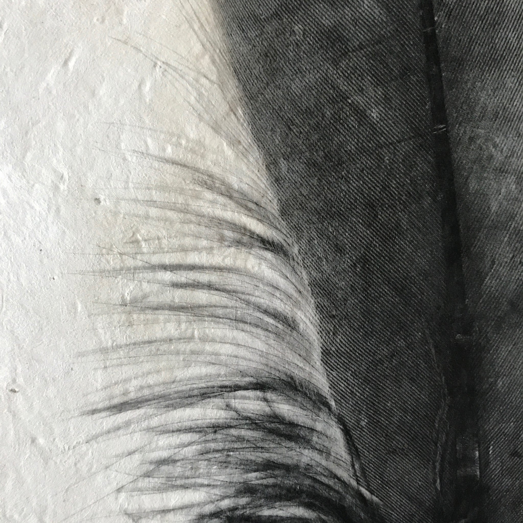 Feather Study Number 6 by Barloga Studios - Upstate MN 