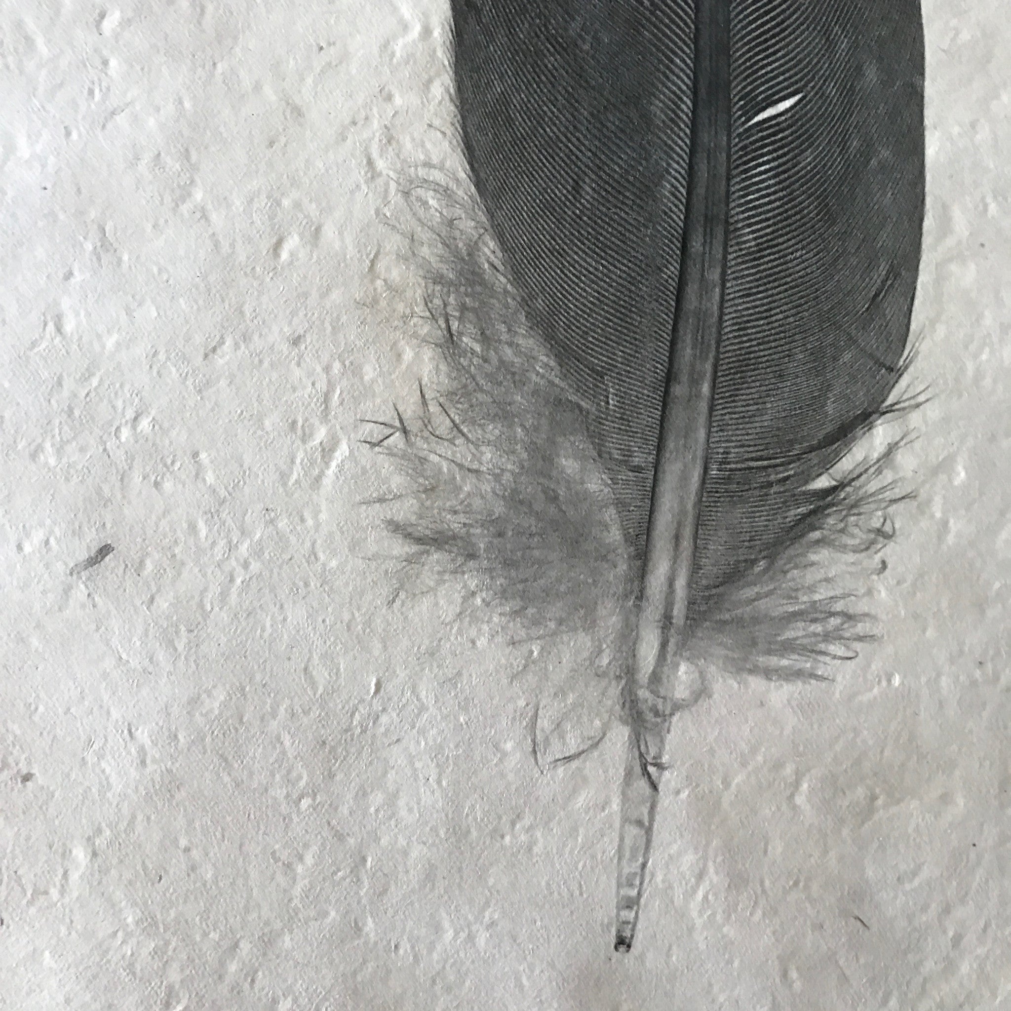 Feather Study Number 9 by Barloga Studios - Upstate MN 
