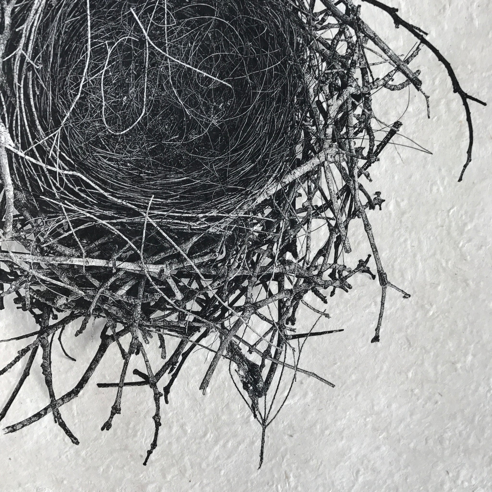 Nest Study Number 2 by Barloga Studios - Upstate MN 