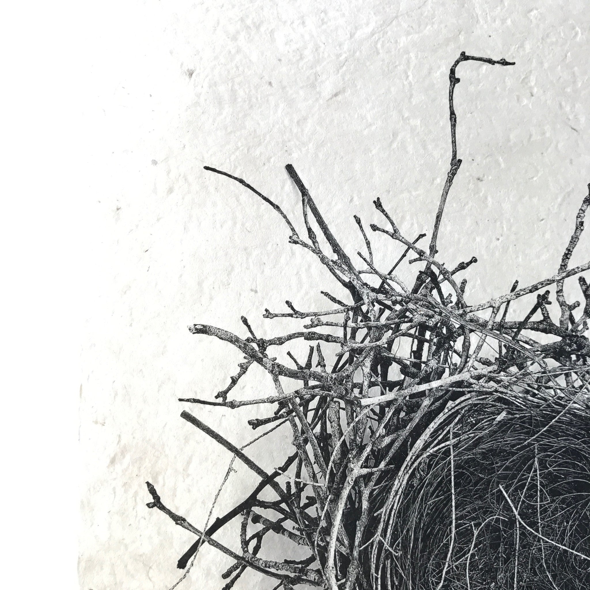 Nest Study Number 2 by Barloga Studios - Upstate MN 