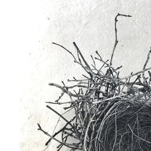 Nest Study Number 2 by Barloga Studios - Upstate MN 