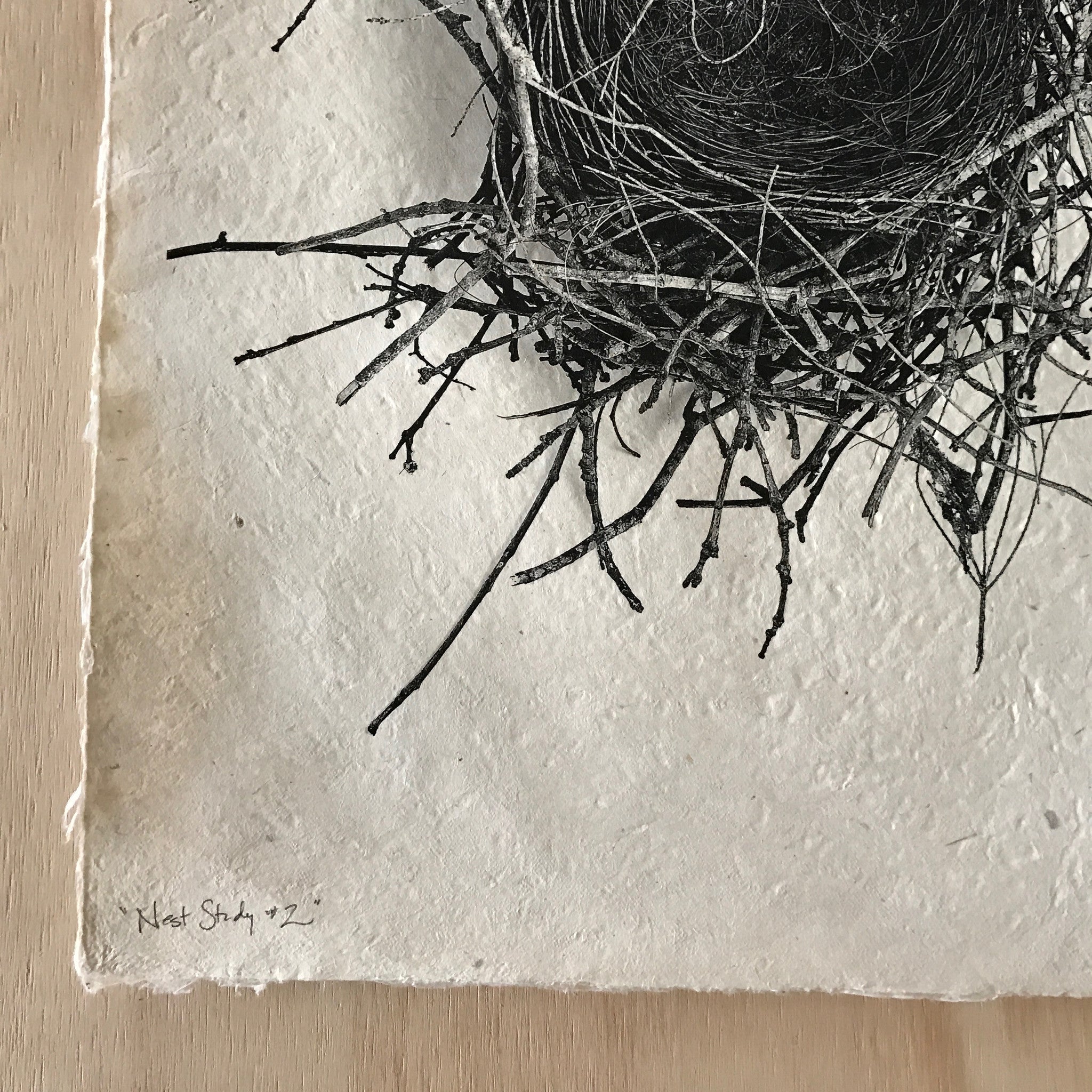 Nest Study Number 2 by Barloga Studios - Upstate MN 