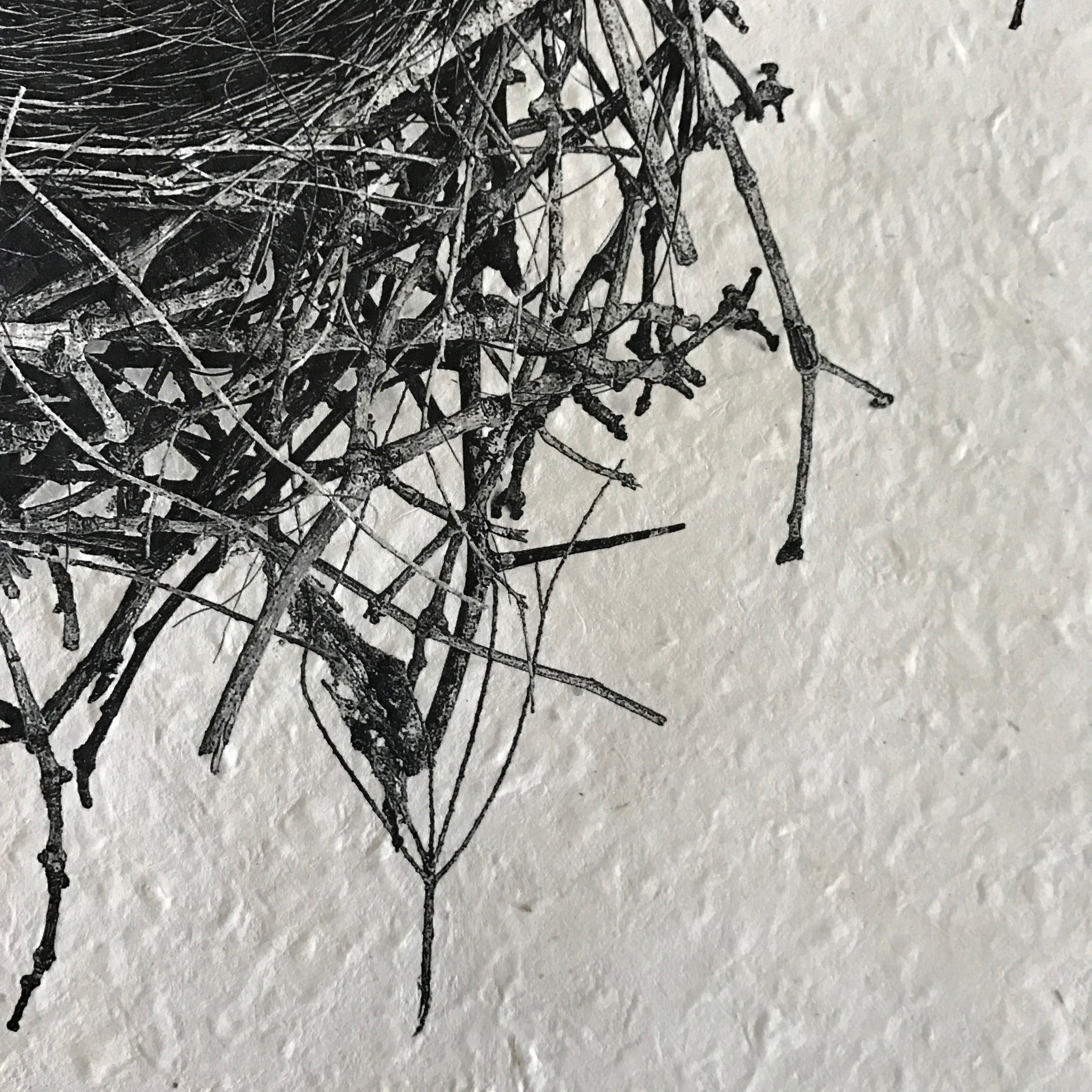 Nest Study Number 2 by Barloga Studios - Upstate MN 