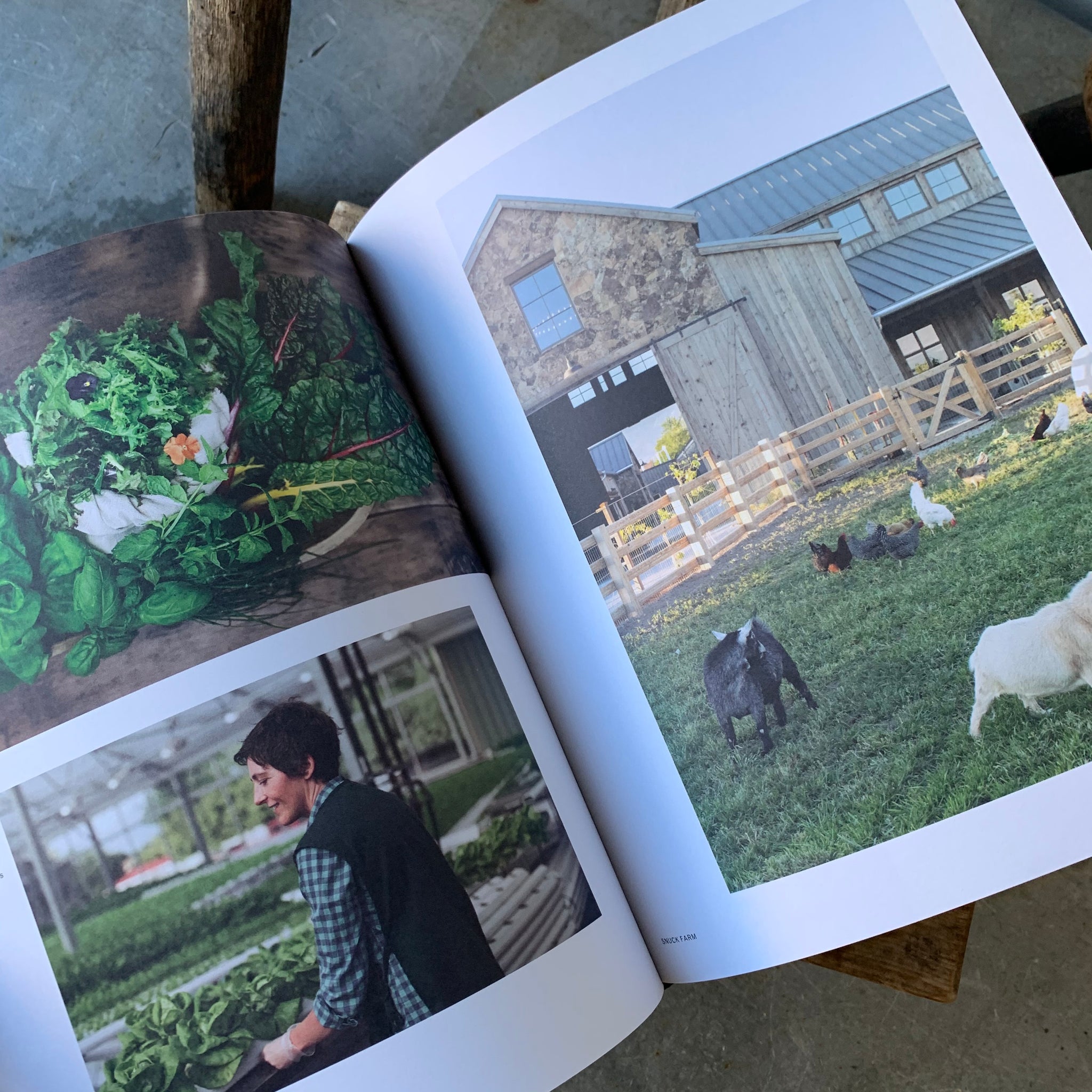 The New Farm