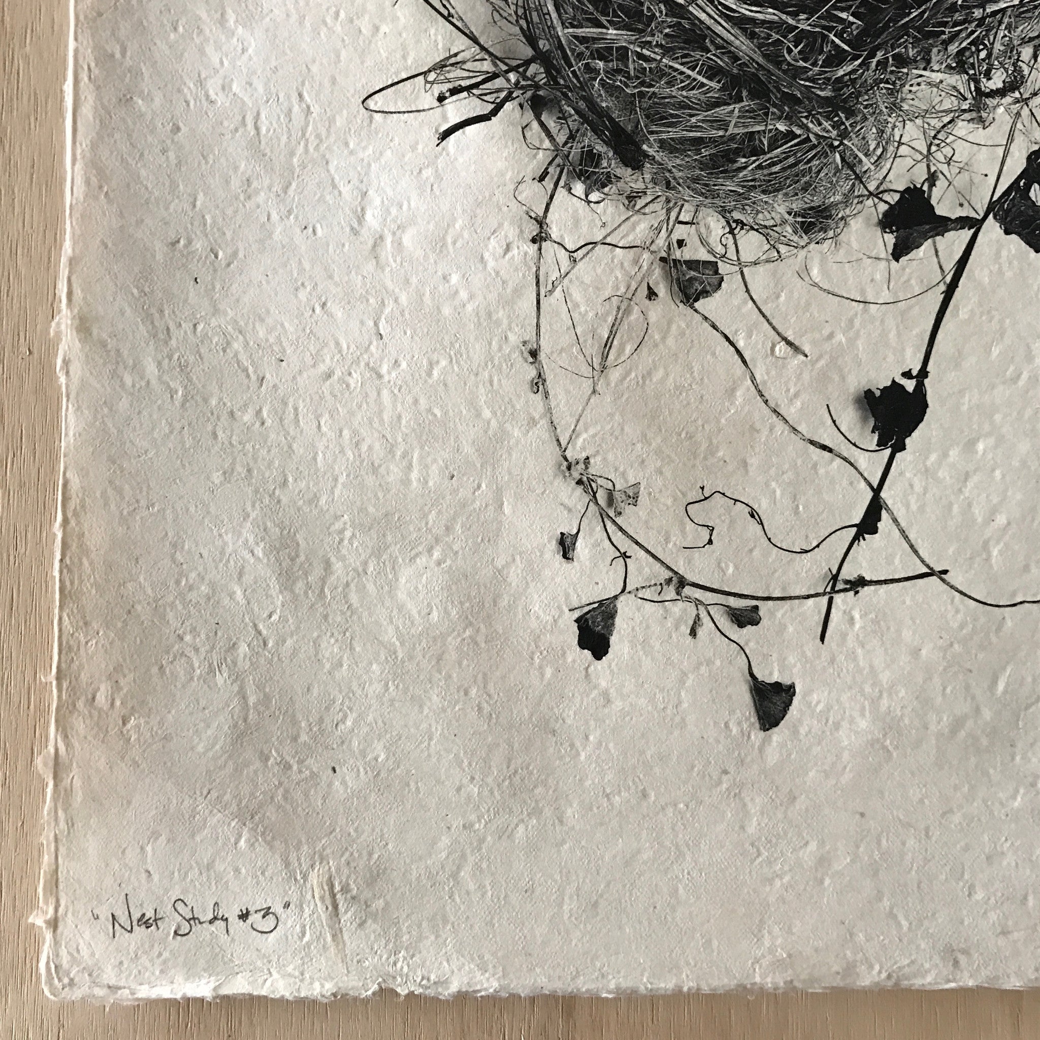 Nest Study Number 3 by Barloga Studios - Upstate MN 