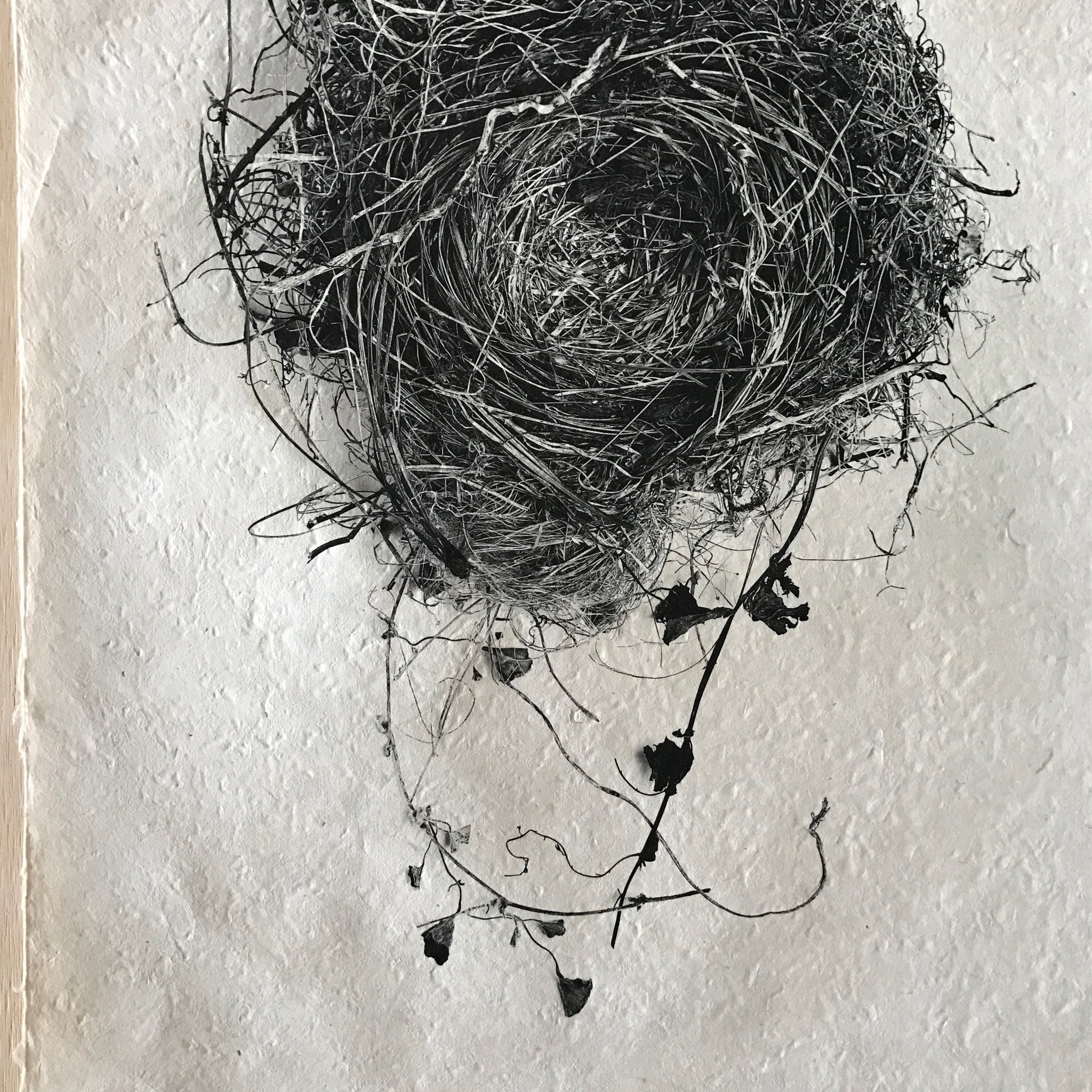 Nest Study Number 3 by Barloga Studios - Upstate MN 