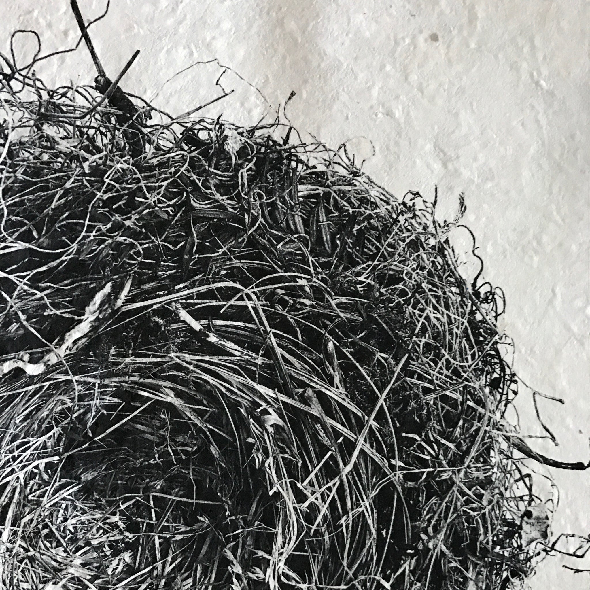Nest Study Number 3 by Barloga Studios - Upstate MN 