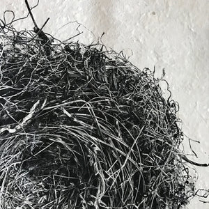 Nest Study Number 3 by Barloga Studios - Upstate MN 